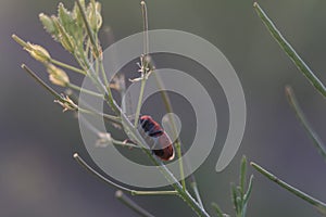 The insect fell prey to the red-black beetle. Rhynocoris iracundus