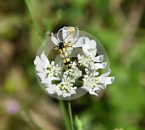 Insect fight on a flower