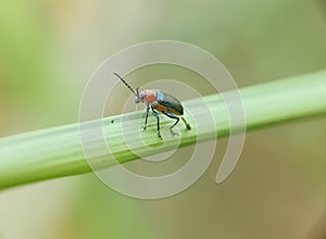 Insect Flea beetle