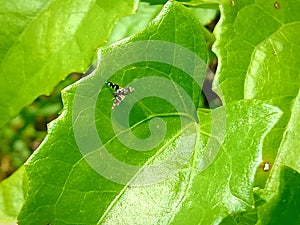 Insect flies on green leave