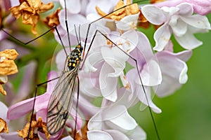 Insect on the flower.