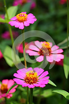 Insect on Flower