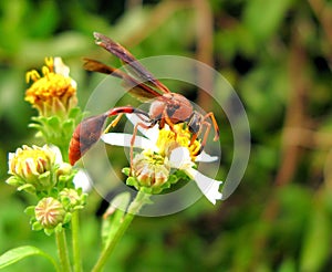 Insect on flower