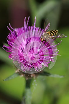 Insect on Flower