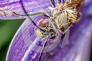 Insect flower background