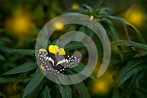 Insect on flower bloom in the nature habitat, Citrus swallowtail or Christmas butterfly, Papilio demodocus. Butterfly in Zimbabwe