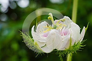 The insect on the flower is called Passifloro foetida L