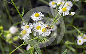 Insectos sobre el flor manzanilla 