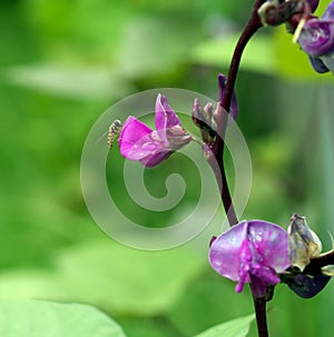 Insect on a flower garden