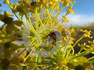 Insect flower pollination beautiful natural macro beetle