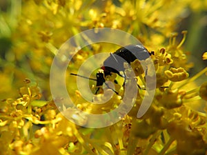 Insectos flor polinización hermoso un insecto 