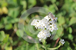 Insect on the flower yarrow