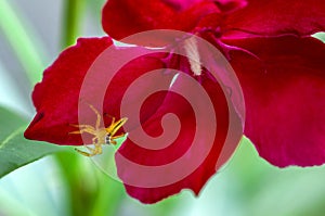 Insect on flower