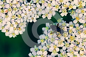 Insect on flowering white medicinal wild herb Yarrow Achillea millefolilium. Small blooming wild field flowers.