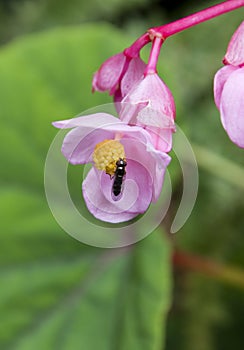 Insect Fly on a flower