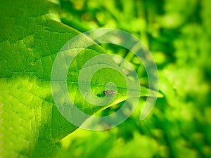 Insect fly on on green leaf
