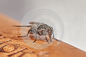 Insect fly on on green leaf