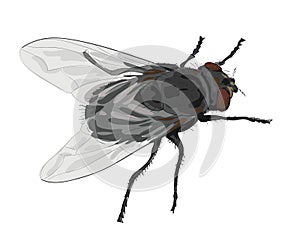 Insect fly isolated on white background.