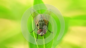 Insect Fly On A Leaf Macro Closeup Static HD Animal