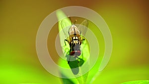 Insect Fly On A Leaf Macro Closeup Static HD Animal