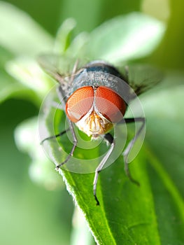 Insect fly macro