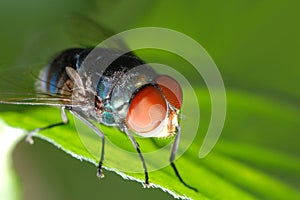 Insect fly macro