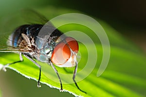 Insect fly macro