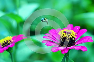 Insect flying above flower