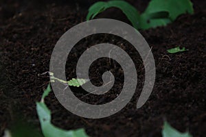 an insect in the form of a tree leaf in the ground