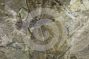Insect fossil