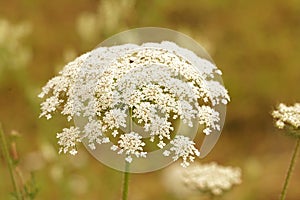 The insect friendly white flower of Queen Anne's lace, Daucus carota