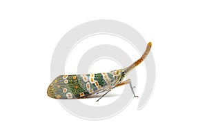 Insect : Fulgorid bug, Planthopper, Lanternflies, Pyrops candelaria, Pyrops candelaria or Fulgoridae isolated on white background photo