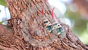 Insect ; Fulgoridae bug on longan tree