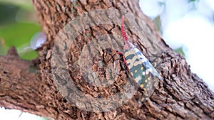 Insect ; Fulgoridae bug on longan tree