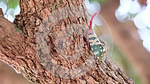 Insect ; Fulgoridae bug on longan tree photo