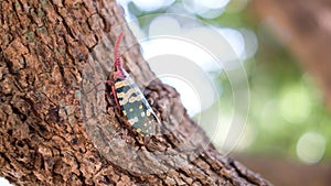 Insect ; Fulgoridae bug on longan tree