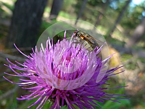 Insect gadfly on a purple Thistle flower