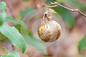 Insect Gall Wrapped in a Brown Leaf Hanging from a Branch