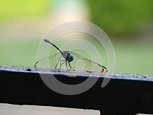 Insect on a Garden Gate with Wings Down