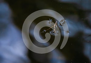 Insect Gerris lacustris, known as common pond skater or common water strider is a species of water strider, found in Europe have