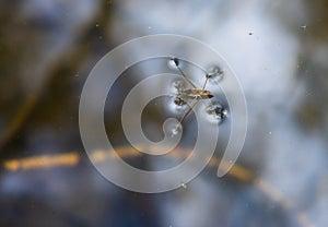 Insect Gerris lacustris, known as common pond skater or common water strider is a species of water strider, found in Europe have