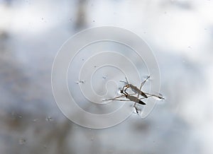 Insect Gerris lacustris, known as common pond skater or common water strider is a species of water strider, found in Europe have