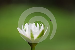 An insect is going to perche on white flower