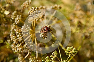 Insect Graphosoma lineatum