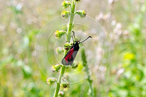 Beetle sits on a blade of grass.