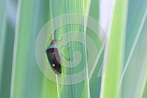 Insect on Grass