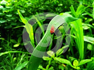 Insect in Grass field