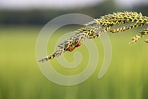 Insect and grass top on a green background