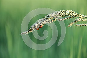 Insect and grass top on a green background