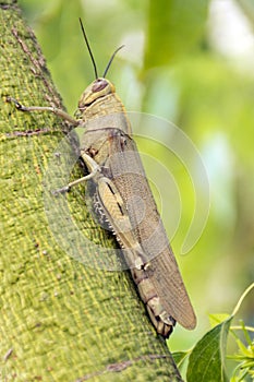 Insect, grasshopper, Cicada, locust on the tree trunk